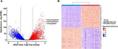 Integrating network analysis with differential expression to uncover therapeutic and prognostic biomarkers in esophageal squamous cell carcinoma